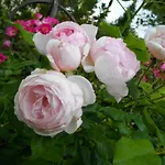 Au-dessus Du Jardin Climatise Eckbolsheim
