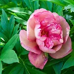 Au-dessus Du Jardin Climatise Daire