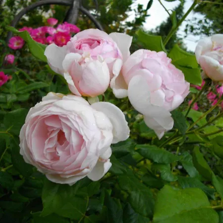 Au-dessus Du Jardin Climatise Eckbolsheim