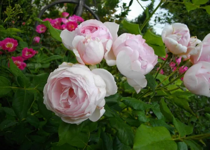 Au-dessus Du Jardin Climatise Eckbolsheim